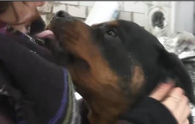 В Киевской области пес спас из пожара хозяйку с детьми