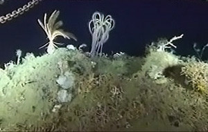 Найдены неизвестные науке гигантские морские животные 