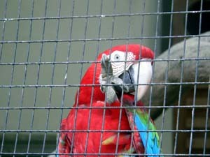 В Белгороде таможенники задержали украинца с контрабандными попугаями  