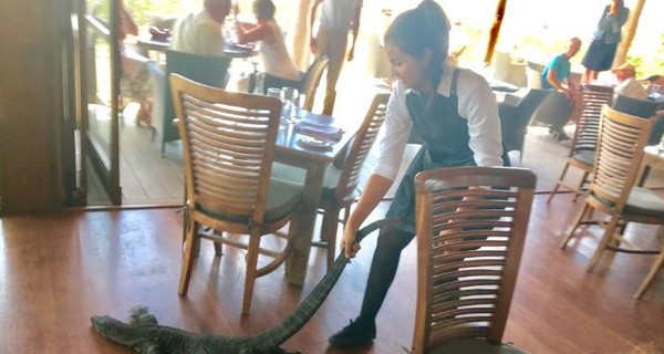 Бесстрашная официантка вытащила за хвост двухметрового варана из ресторана