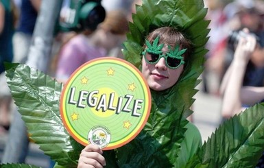Парламент Нидерландов проголосовал за легализацию выращивания конопли