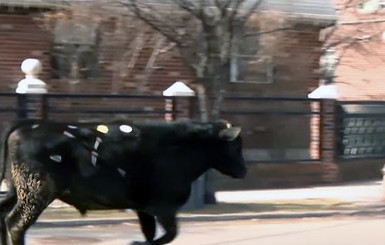 В центре Нью-Йорка полицейские ловили быка, сбежавшего со скотобойни