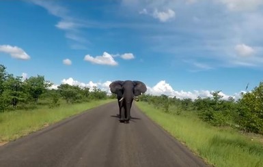 В ЮАР слон устроил погоню за туристами