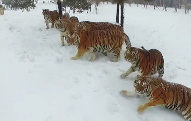 В Сети показали, как в китайском зоопарке борются с лишним весом тигров