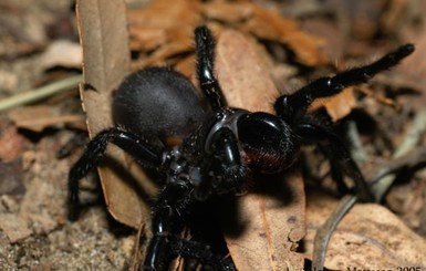 В Австралии ребенок выжил после укуса самого ядовитого в мире паука