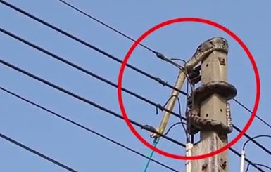 В Таиланде 3-метровый питон пытался покончить с собой