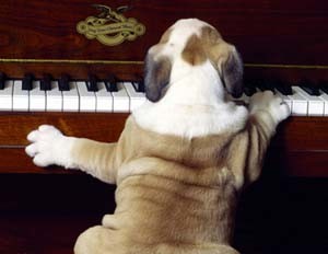 Ученые создали музыку, которую слышат только собаки 