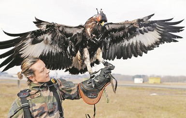 Во Франции готовят орлов для борьбы с дронами