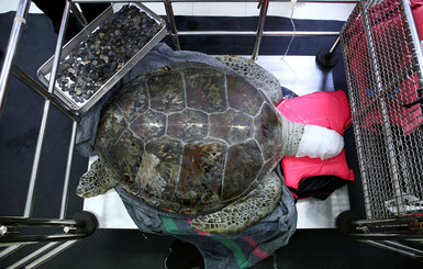 В Бангкоке врачи достали из черепахи 5 килограмм монет
