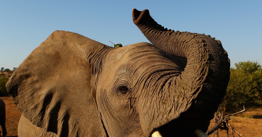 Браконьеры убили одного из самых старых слонов Африки