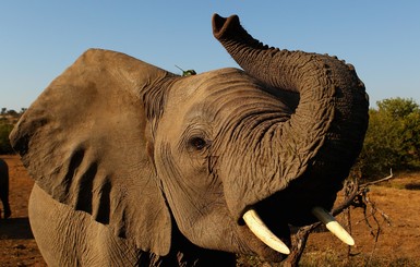 Браконьеры убили одного из самых старых слонов Африки