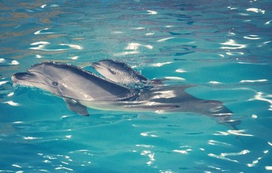 Американский полуостров Кейп-Код превратился в кладбище дельфинов