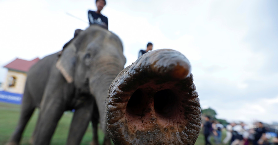В Бангкоке стартовал Королевский турнир по поло на слонах