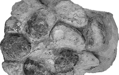 Ученые обнаружили древнейшую кладку крокодиловых яиц