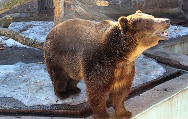 Медведь в харьковском зоопарке, проснувшись, пошел есть снег