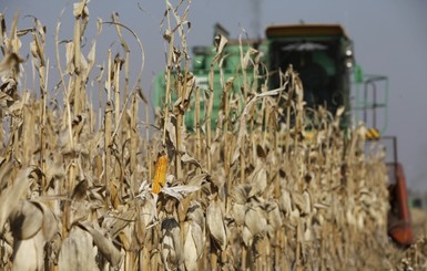 Украина продаст Кении 450 тысяч тонн кукурузы