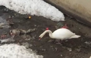 Соцсети обсуждают видео, на котором лебедь убирает мусор из озера 