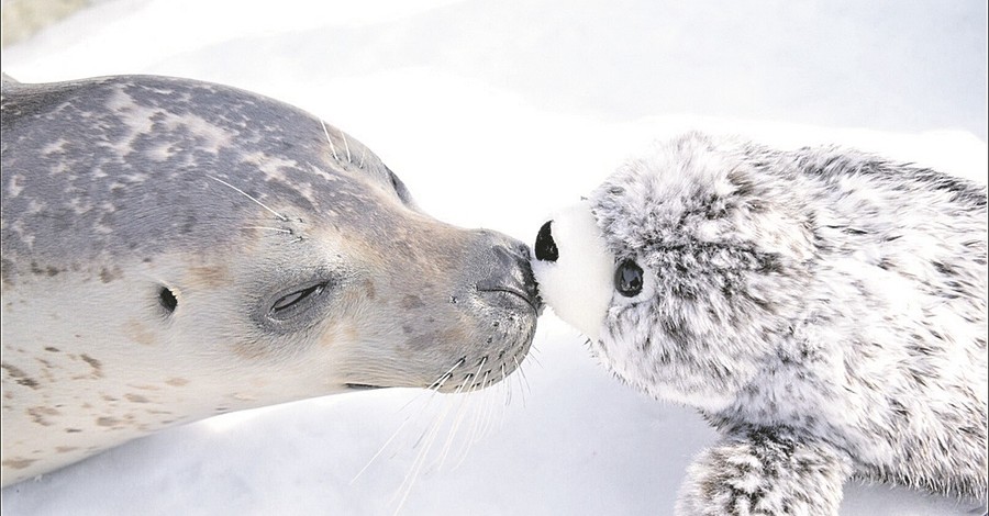 В Японии обнаружился самый милый тюлень в мире