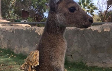 В Австралии кенгуру дружит с ящерицей