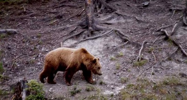 Туристов просят не гулять по Карпатам – проснулись медведи