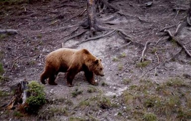 Туристов просят не гулять по Карпатам – проснулись медведи