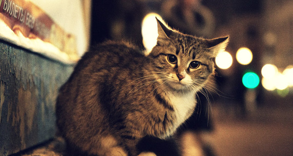 В Киеве запретили отлавливать котов