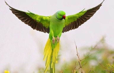 В Индии попугаи-наркоманы бесшумно опустошают опиумные поля 