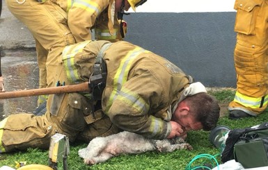 Американский спасатель 20 минут делал собаке искусственное дыхание и 