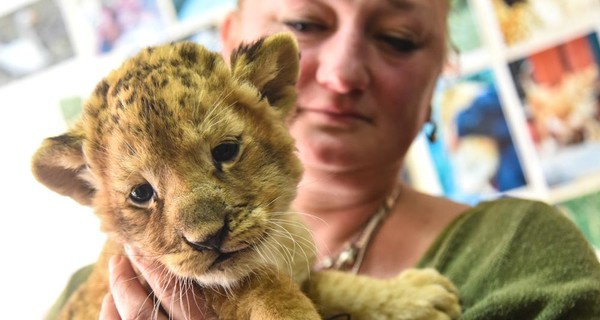 Контрабандного львенка выхаживают в зоопарке Одессы