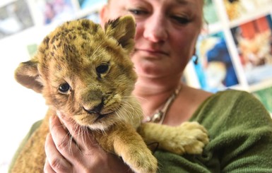 Контрабандного львенка выхаживают в зоопарке Одессы