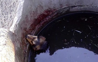 В Днепре кинолог спасла из заброшенного колодца погибающего пса