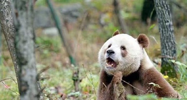 В Китае живет уникальная коричневая панда