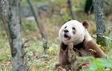 В Китае живет уникальная коричневая панда