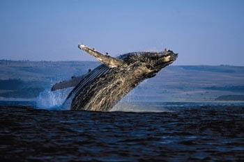 Ученые выяснили, как китам удается всегда бодрствовать 
