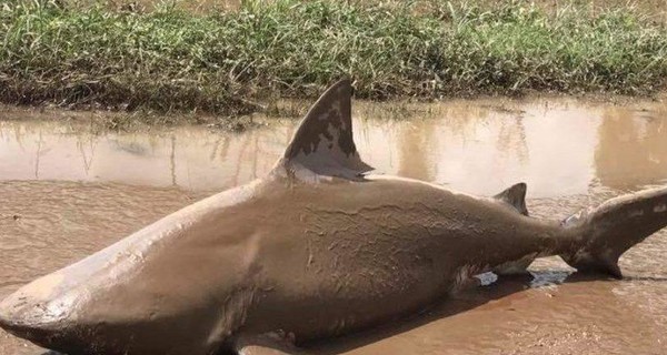 Тупорылую акулу нашли посреди дороги после шторма в Австралии