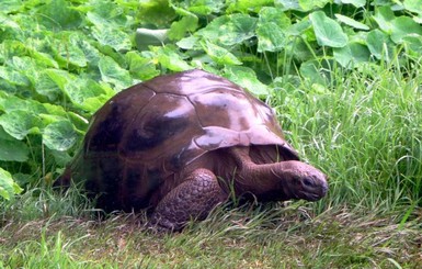 Как выглядит самая старая в мире черепаха