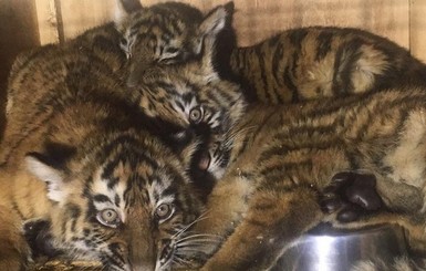 В Ливане задержали тигрят из Николаева, отправленных в Сирию