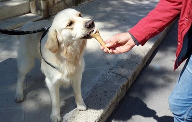 В Италии начали продавать мороженое для собак без сахара