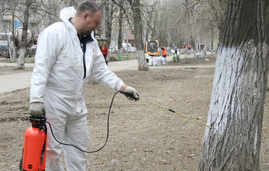 У Кличко пояснили, почему запретили белить деревья в Киеве
