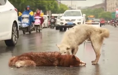 В Интернете выложили трогательное видео, как собака спасала сбитого машиной друга