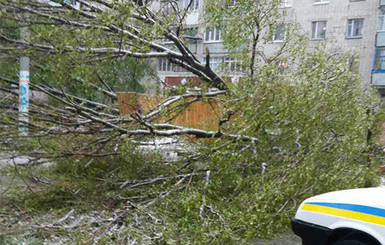 В Днепропетровской области упавшее из-за непогоды дерево убило пенсионерку