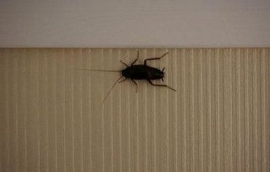 Туриста в гостинице Черновцов напугал огромный таракан
