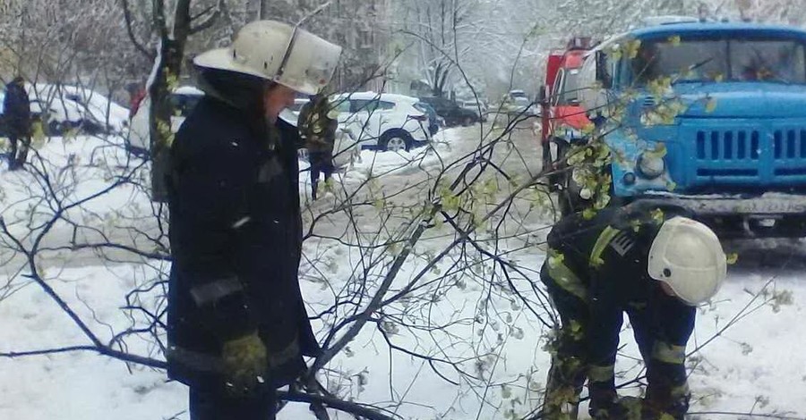 Прохожие, на которых в Киеве упало дерево, получили ушибы головы