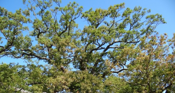 В Нью-Джерси спилили одно из самых старых деревьев в США