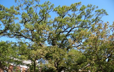 В Нью-Джерси спилили одно из самых старых деревьев в США