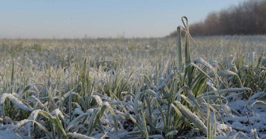 Последствия снегопадов: Ждет ли Украину плохой урожай?