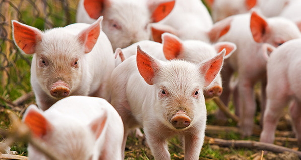 На Киевщине нашли мертвых свиней с подозрением на африканскую чуму