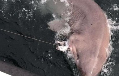 Ирландский рыбак поймал на удочку шестижаберную акулу