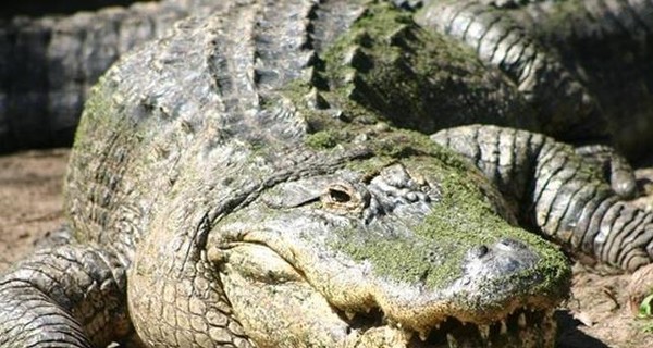 В Зимбабве три крокодила на глазах у детей съели священника