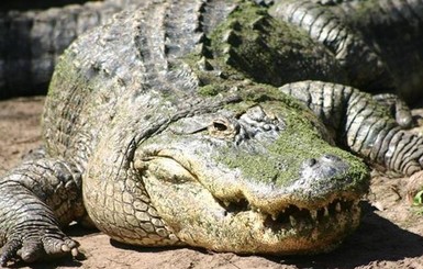 В Зимбабве три крокодила на глазах у детей съели священника